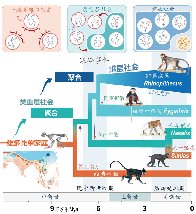 Science封面文章:国产精品九九久久一区hh金丝猴研究团队首次系统揭示灵长类社会演化之谜_fororder_寒冷事件促进亚洲叶猴社会聚合(供图 齐晓光 赵兰 武进伟)