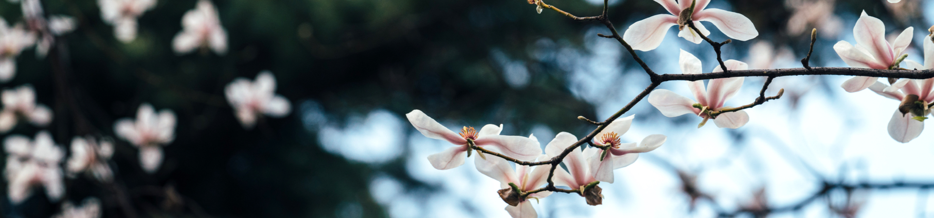 国产精品九九久久一区hh